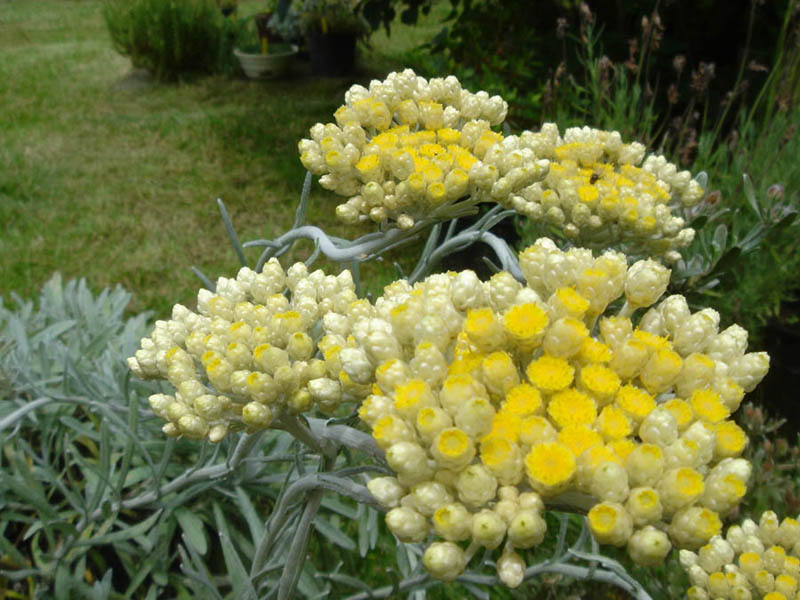 Helichrysum orientale photo